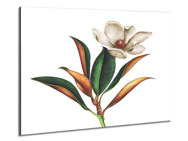 British Flower Illustration Metal Print