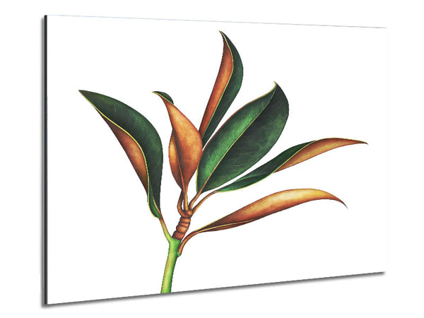 The Plant Drawing Metal Print