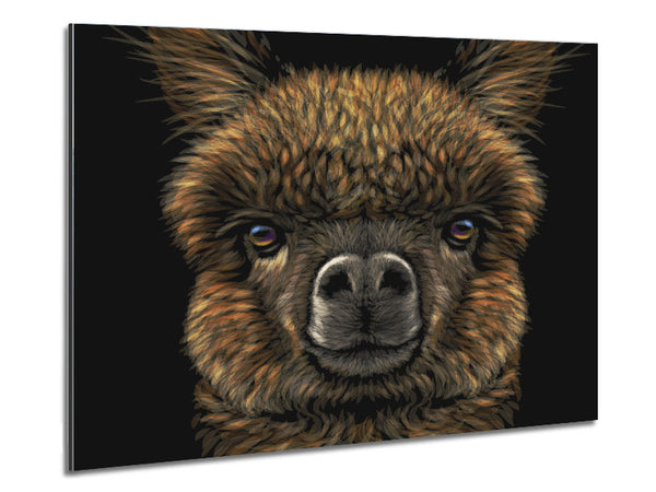 Alpaca Up Close Metal Print
