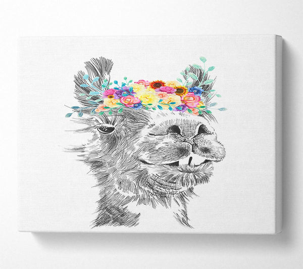 A Canvas Print of The Pretty Camel Canvas Art