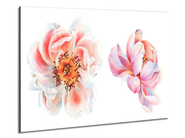 Two Beautiful Pink Peach Flowers Metal Print
