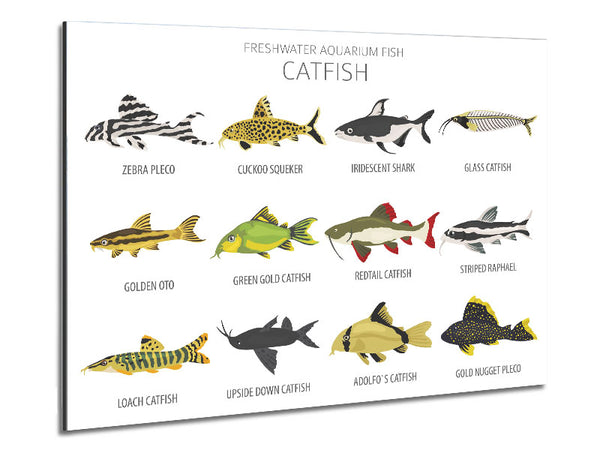 Catfish Chart Metal Print