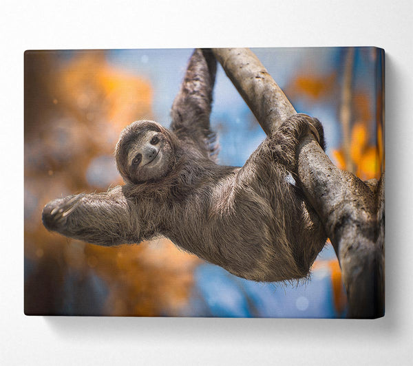  A Canvas Print of Sloth Hanging From A Tree Canvas Print