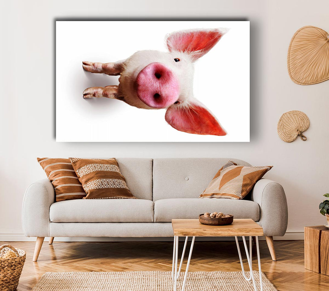  A Canvas Print of Curious Pig Canvas Wall Art