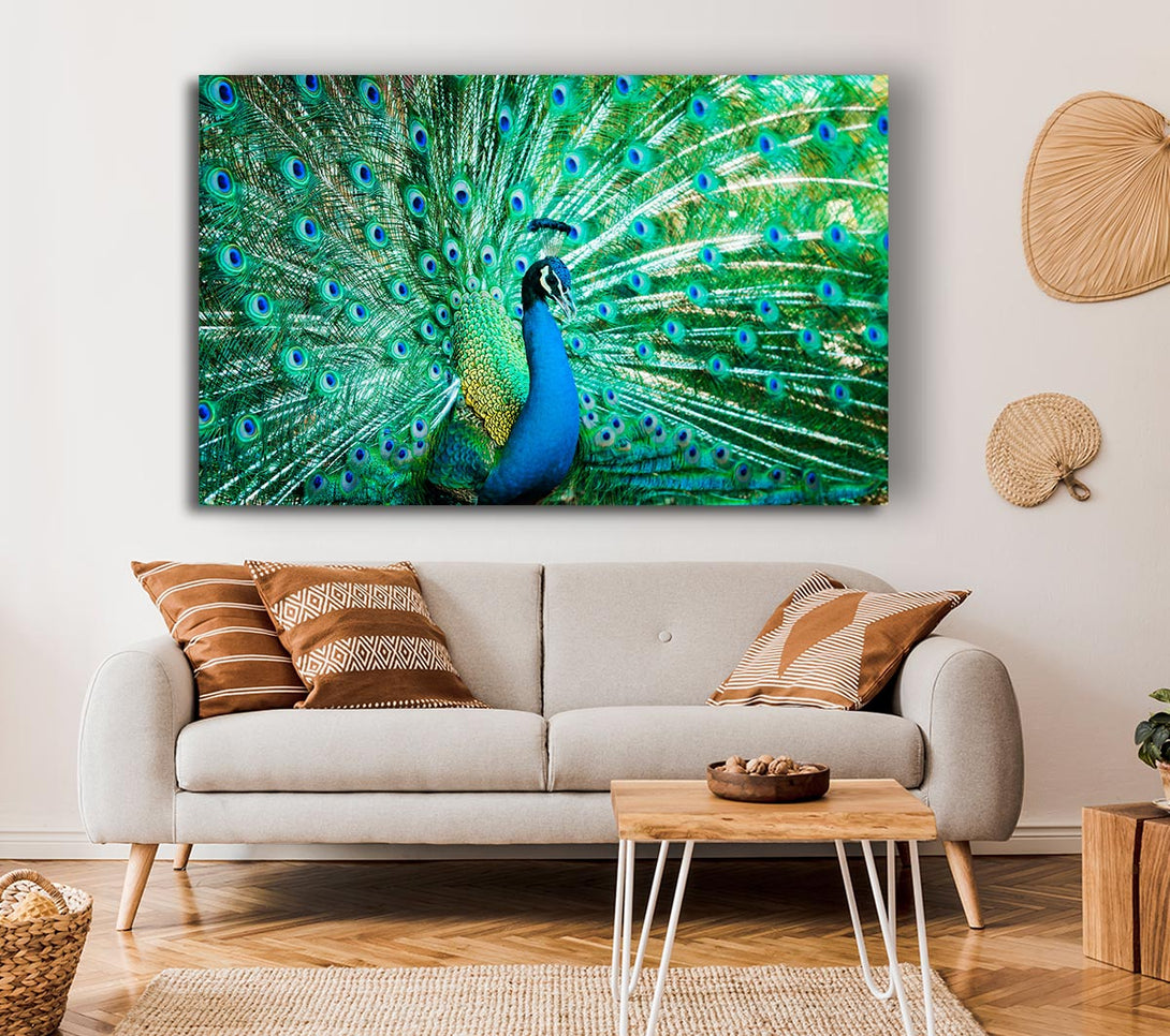  A Canvas Print of Peacock Feather Glory Canvas Art