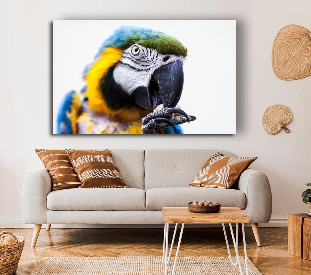  A Canvas Print of Parrot Care Canvas Art