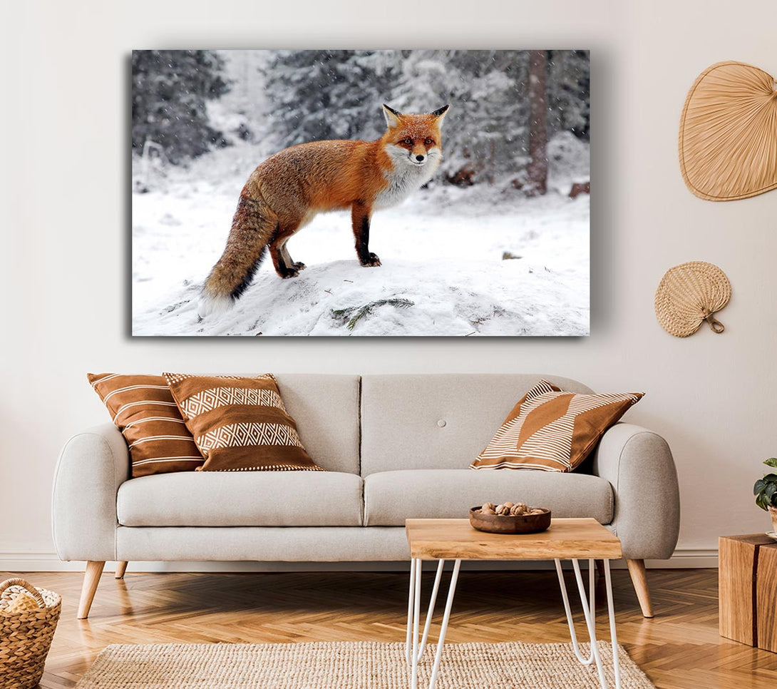  A Canvas Print of Snow Fox Canvas Art