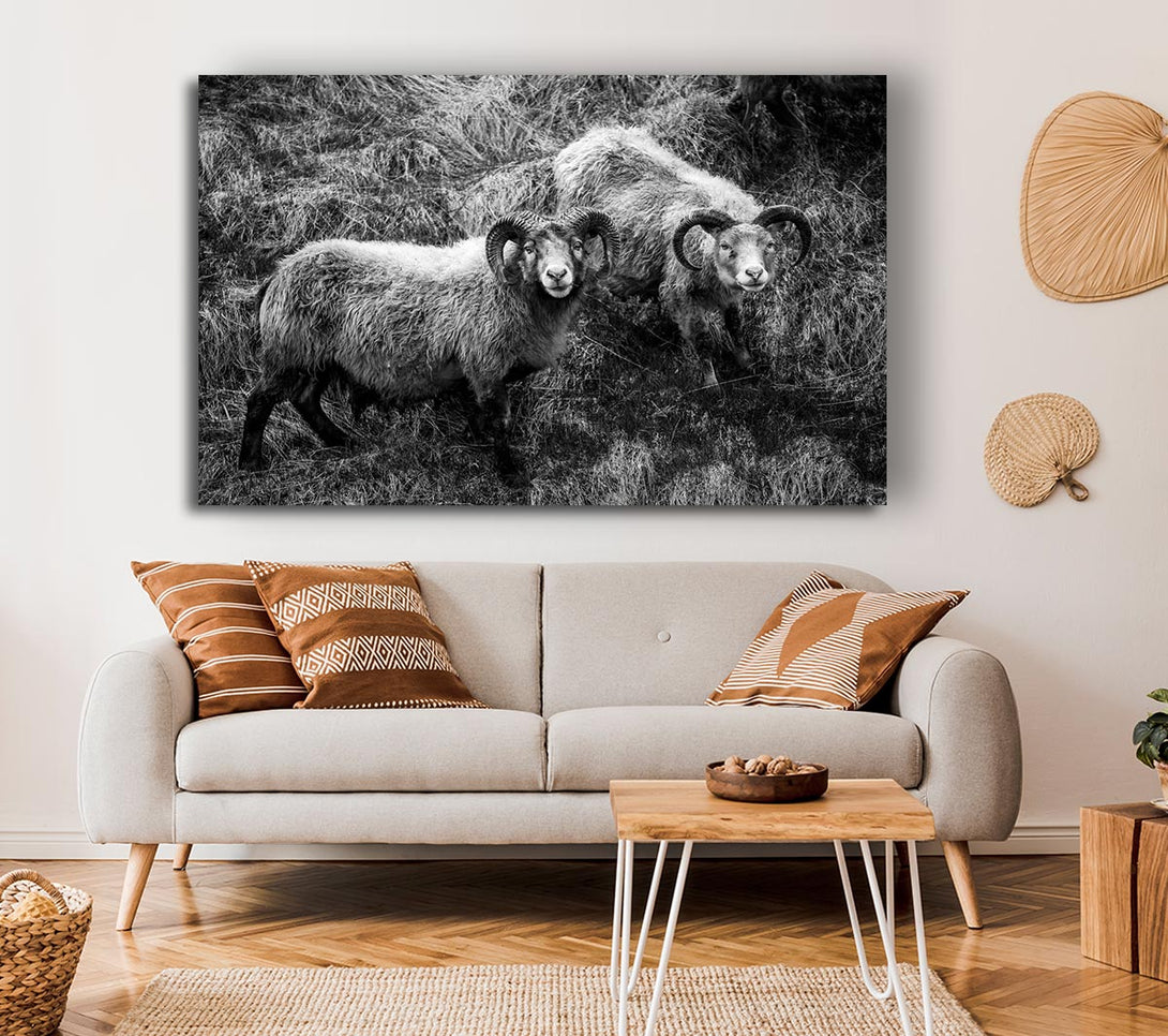  A Canvas Print of Ram Duo Canvas Wall Art
