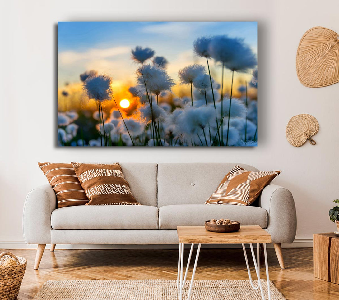  A Canvas Print of Cottonbuds In The Sunset Canvas Print