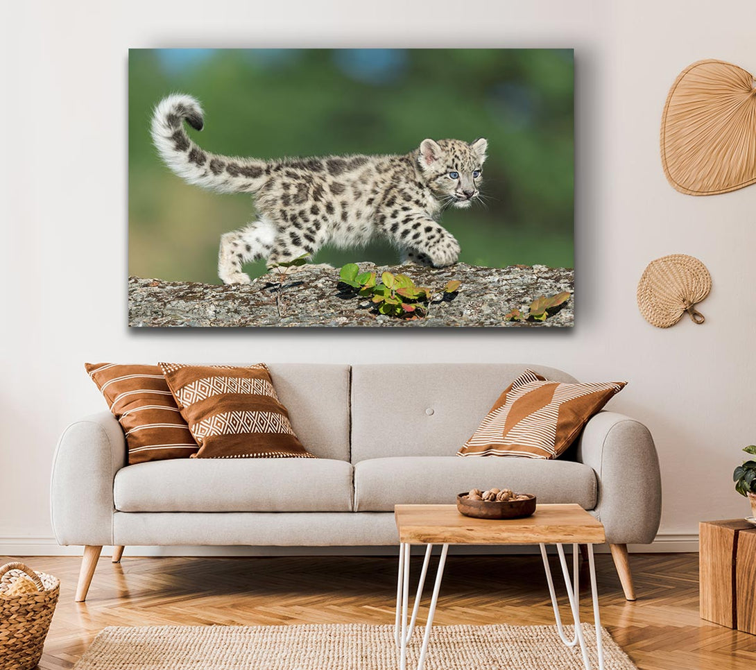  A Canvas Print of Leopard Cub walking a branch Canvas Art