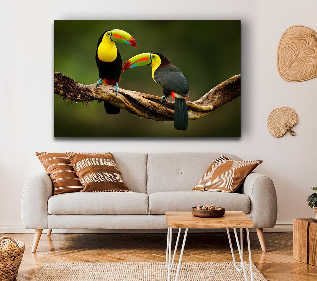  A Canvas Print of Two Toucans on branch Canvas Print