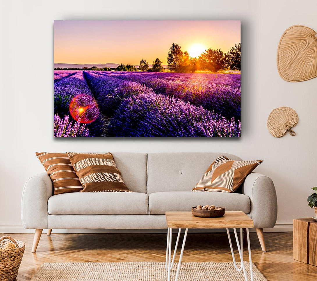  A Canvas Print of Sunflare over the lavender Canvas Print