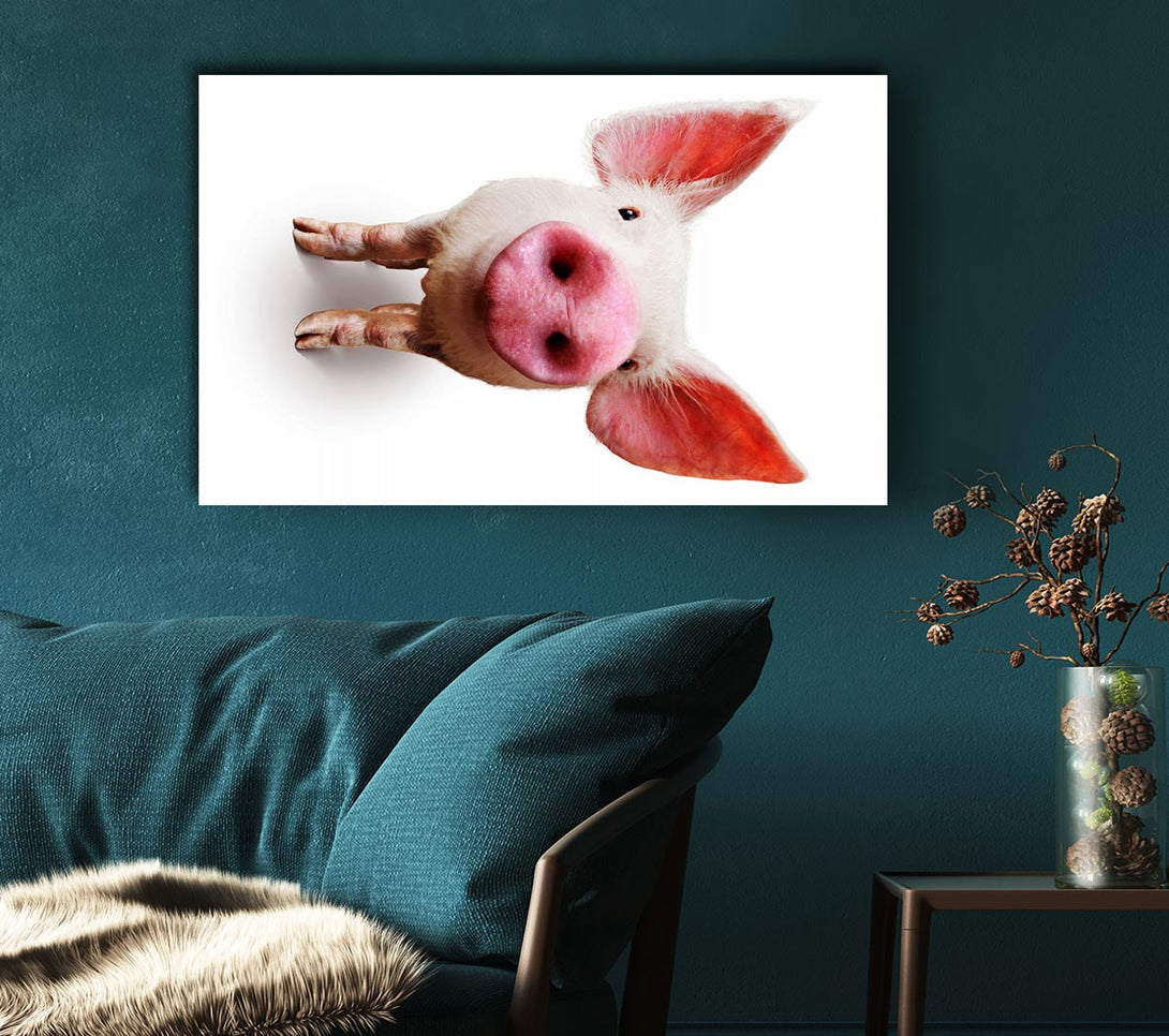  A Canvas Print of Curious Pig Canvas Wall Art