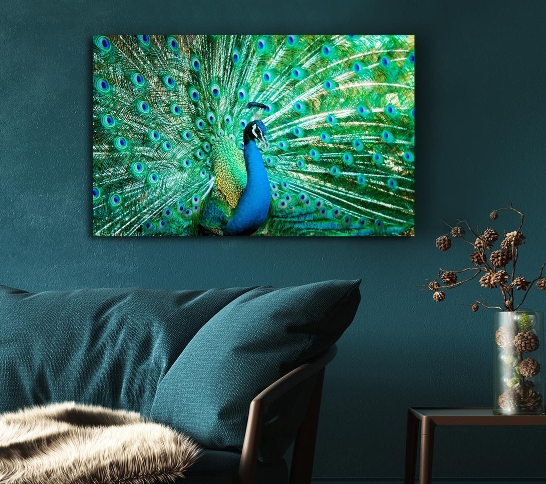  A Canvas Print of Peacock Feather Glory Canvas Art