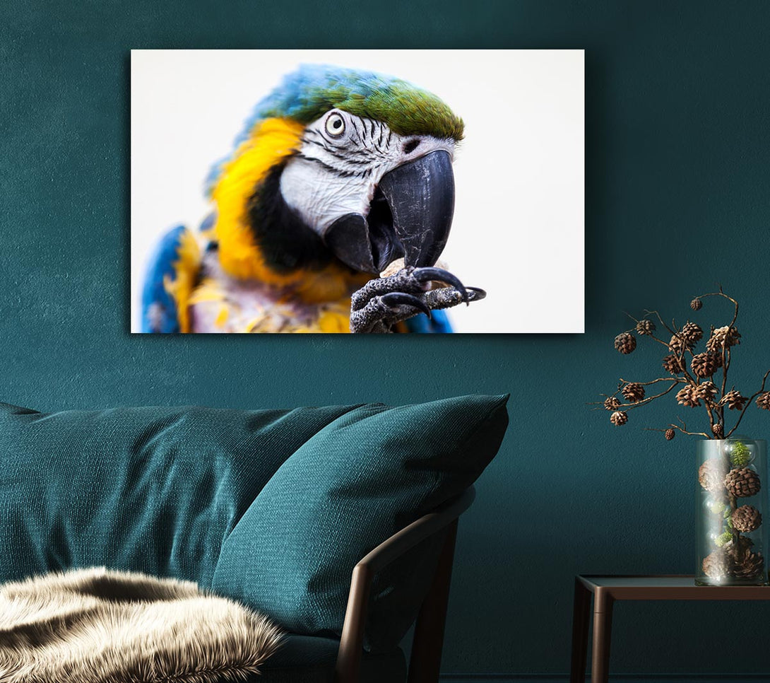  A Canvas Print of Parrot Care Canvas Art