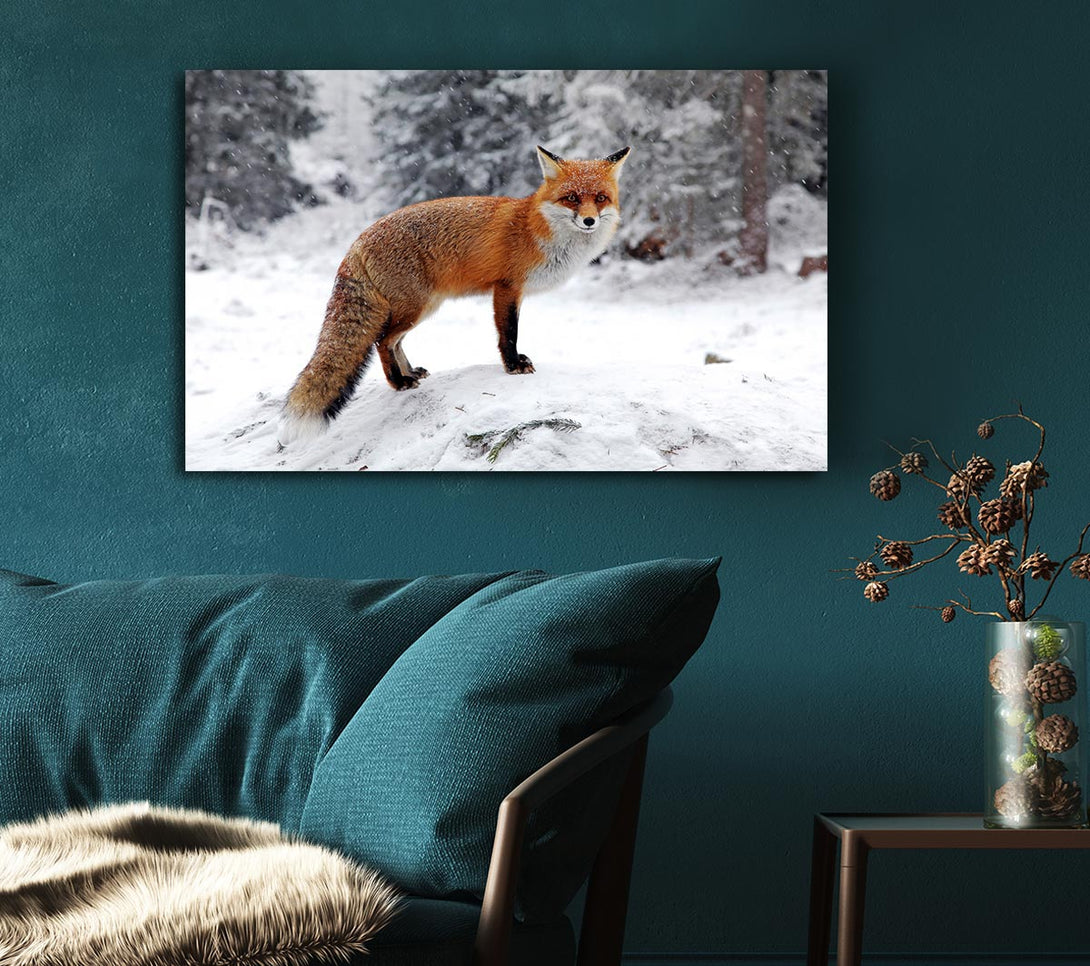  A Canvas Print of Snow Fox Canvas Art