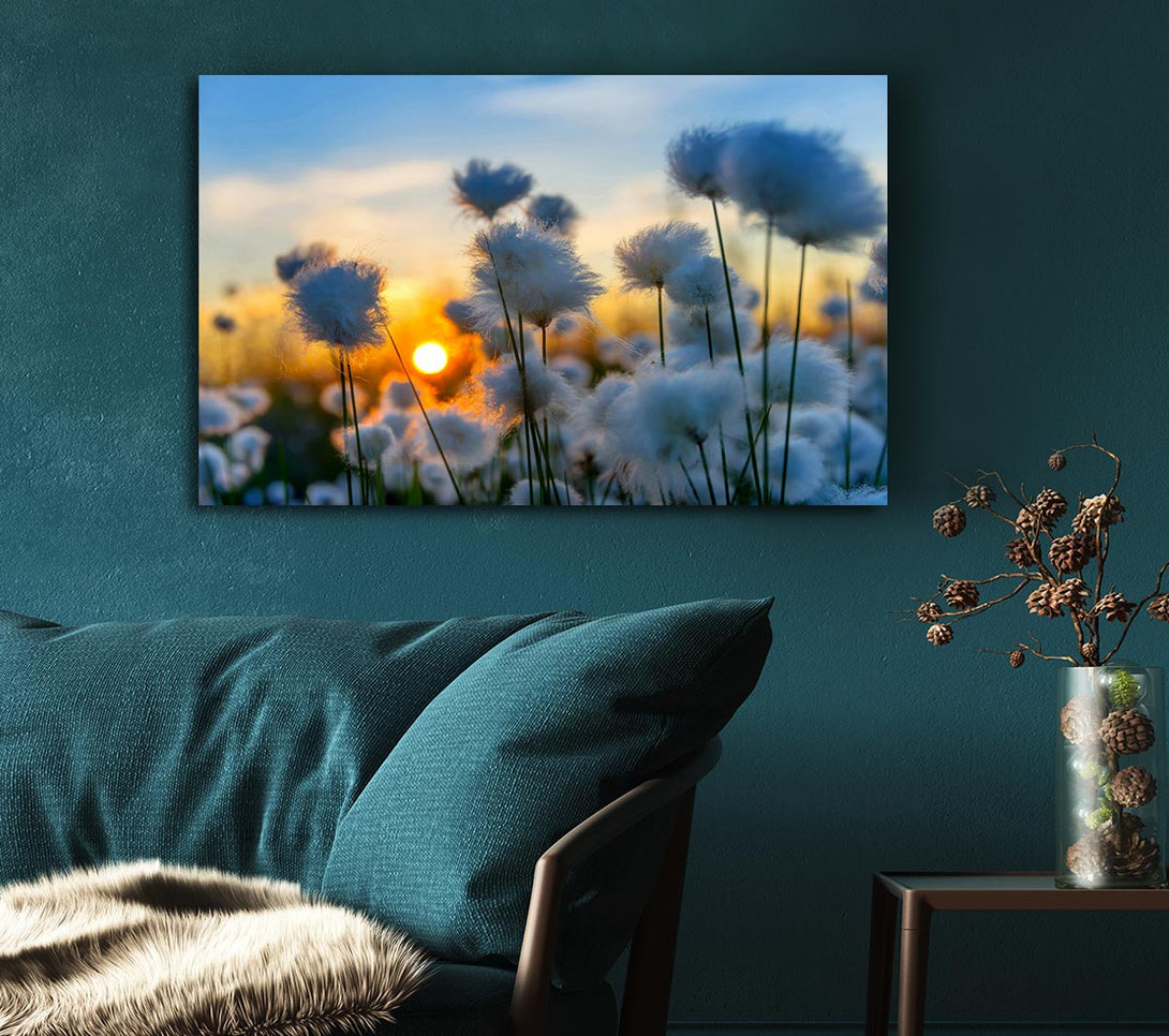  A Canvas Print of Cottonbuds In The Sunset Canvas Print