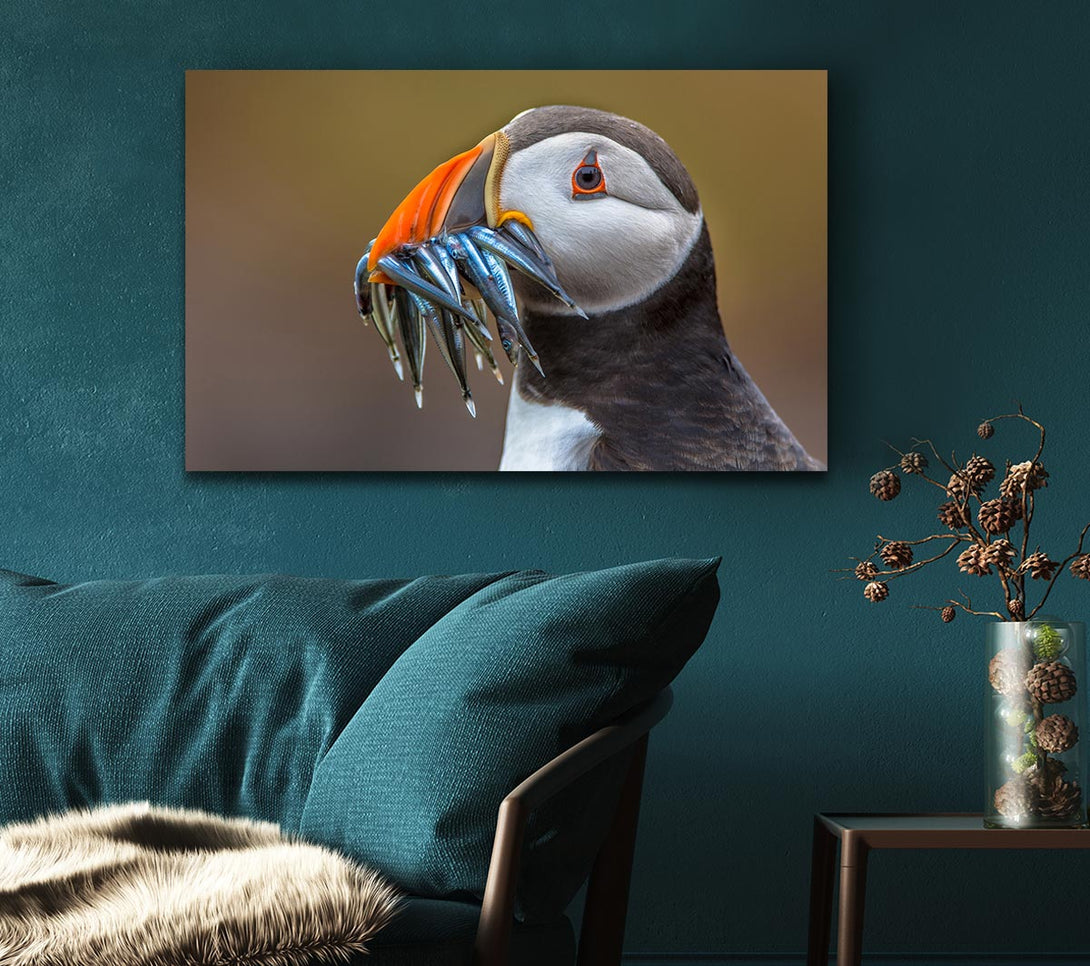  A Canvas Print of Puffin with a mouthall of fish Canvas Art