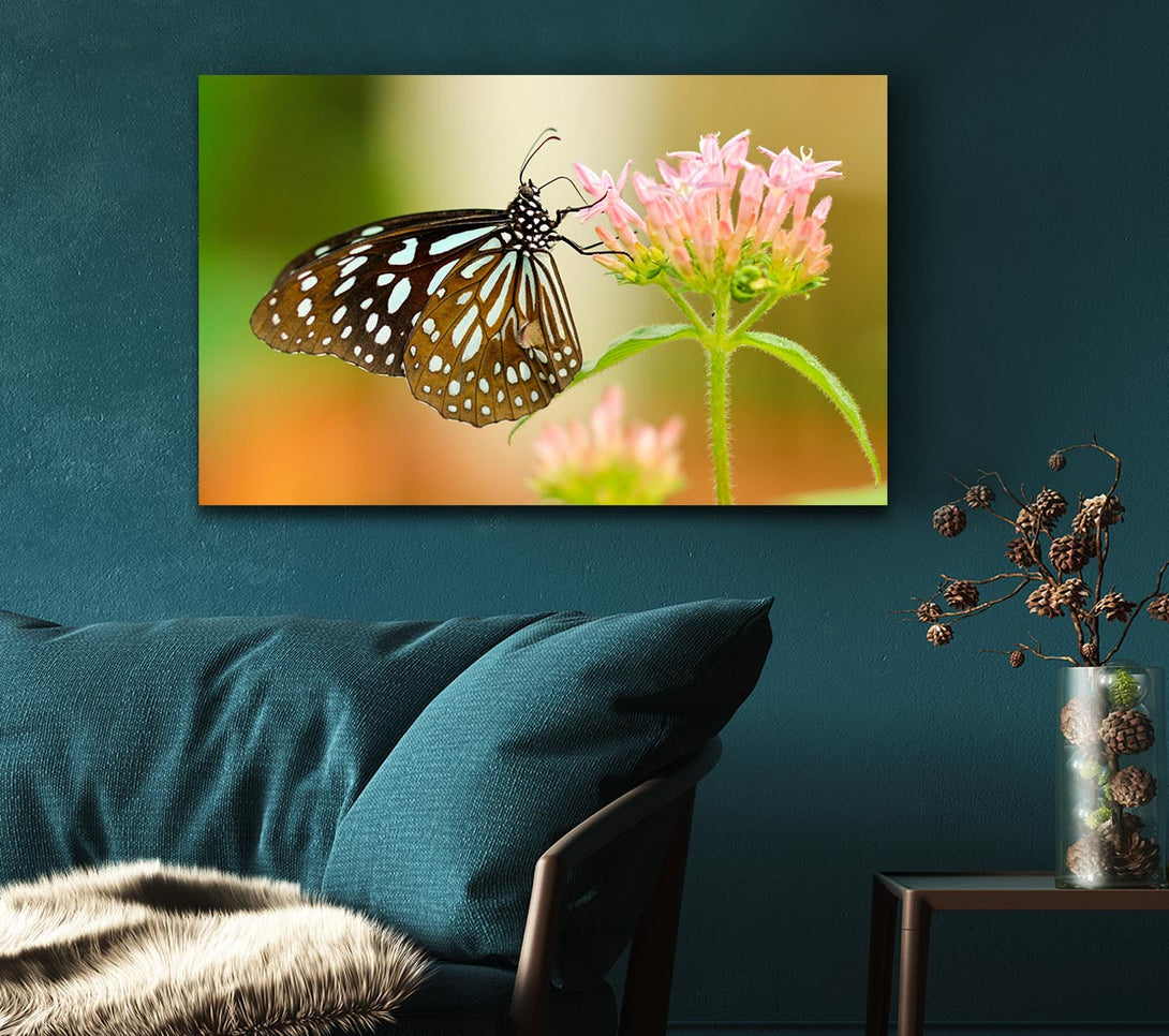  A Canvas Print of Butterfly feeding time Canvas Print