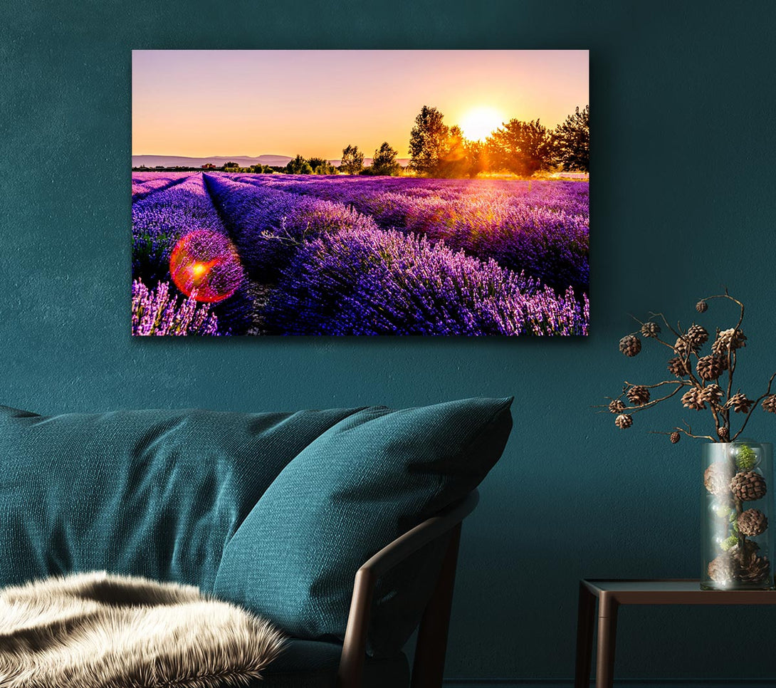  A Canvas Print of Sunflare over the lavender Canvas Print