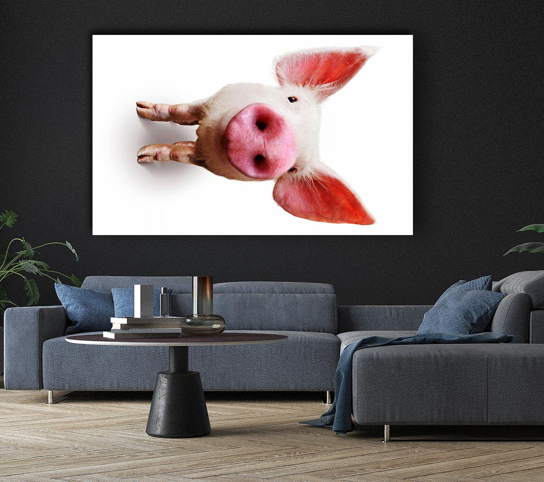 A Canvas Print of Curious Pig Canvas Wall Art