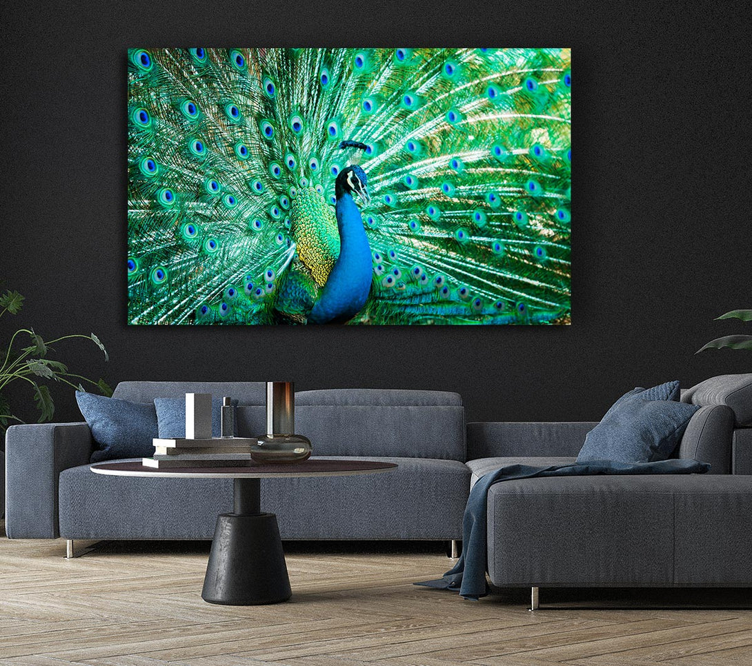  A Canvas Print of Peacock Feather Glory Canvas Art