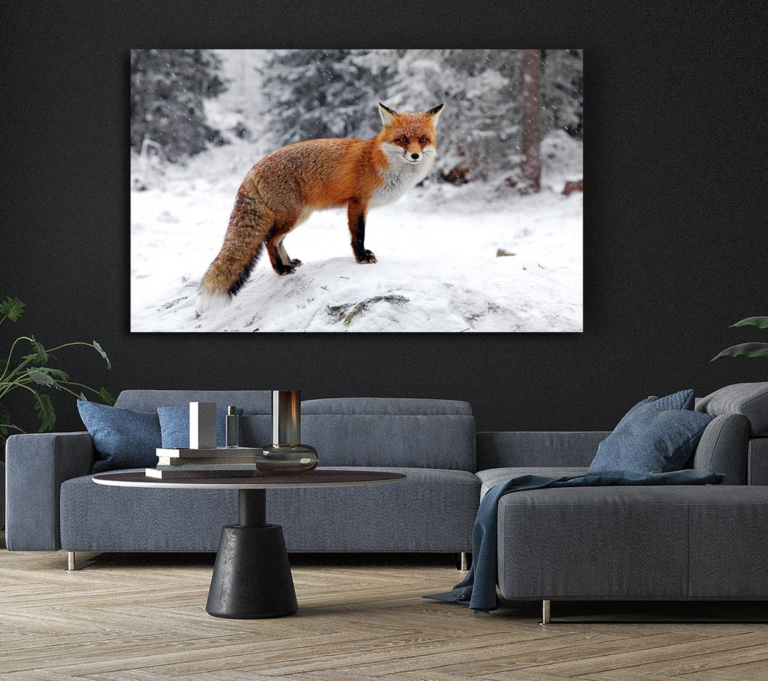  A Canvas Print of Snow Fox Canvas Art