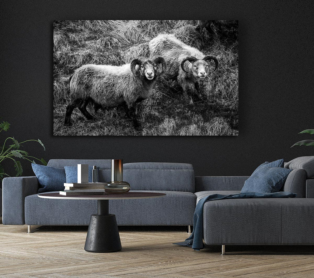  A Canvas Print of Ram Duo Canvas Wall Art