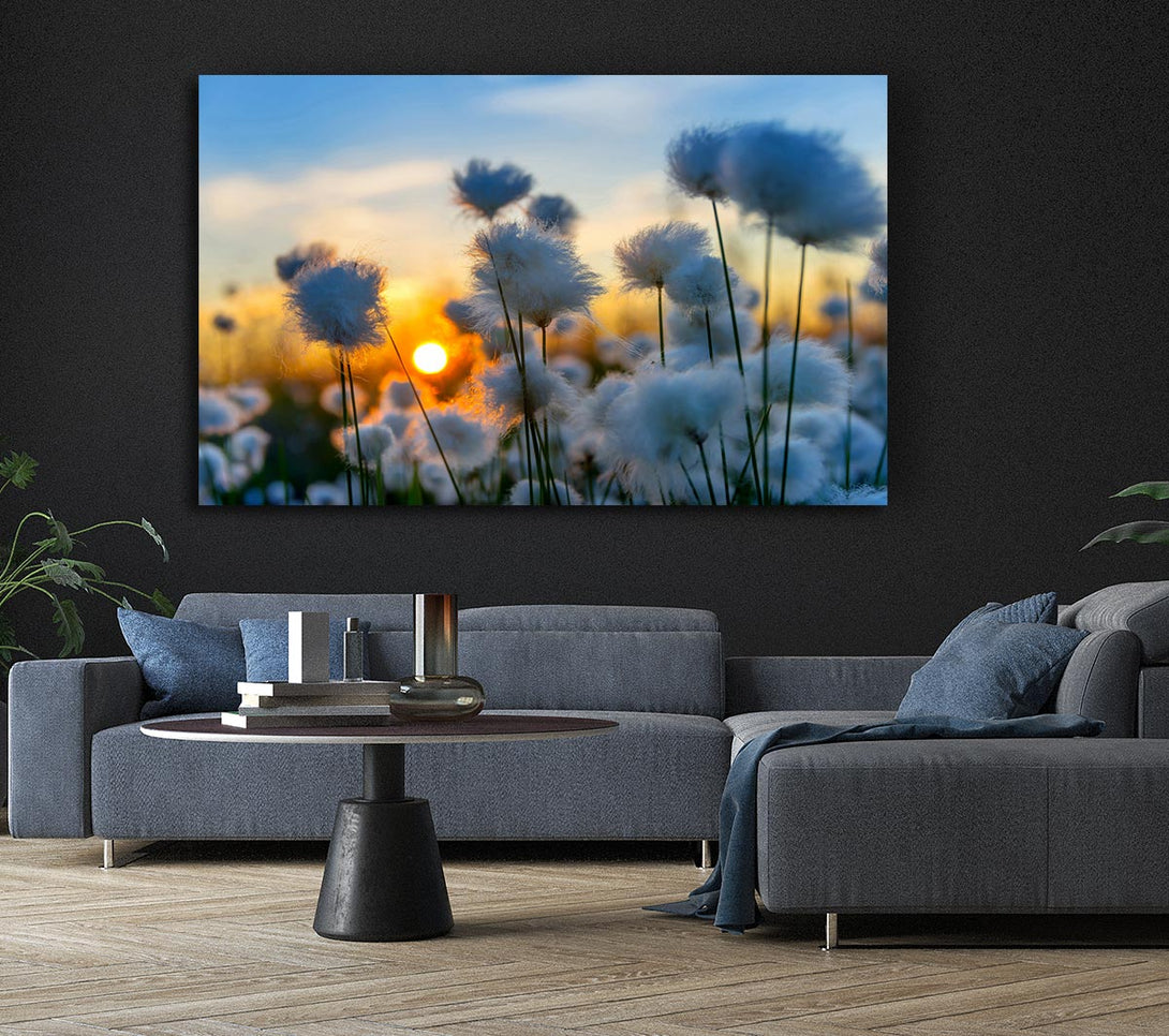  A Canvas Print of Cottonbuds In The Sunset Canvas Print