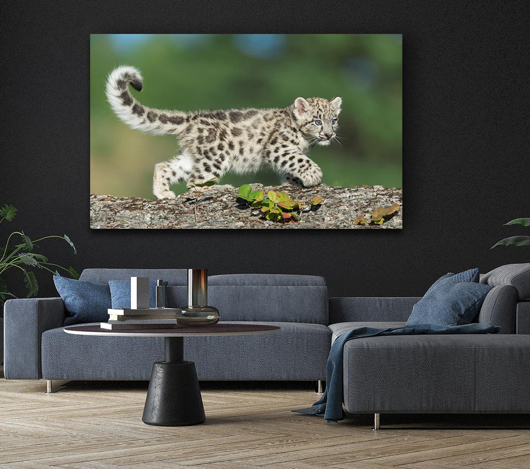  A Canvas Print of Leopard Cub walking a branch Canvas Art