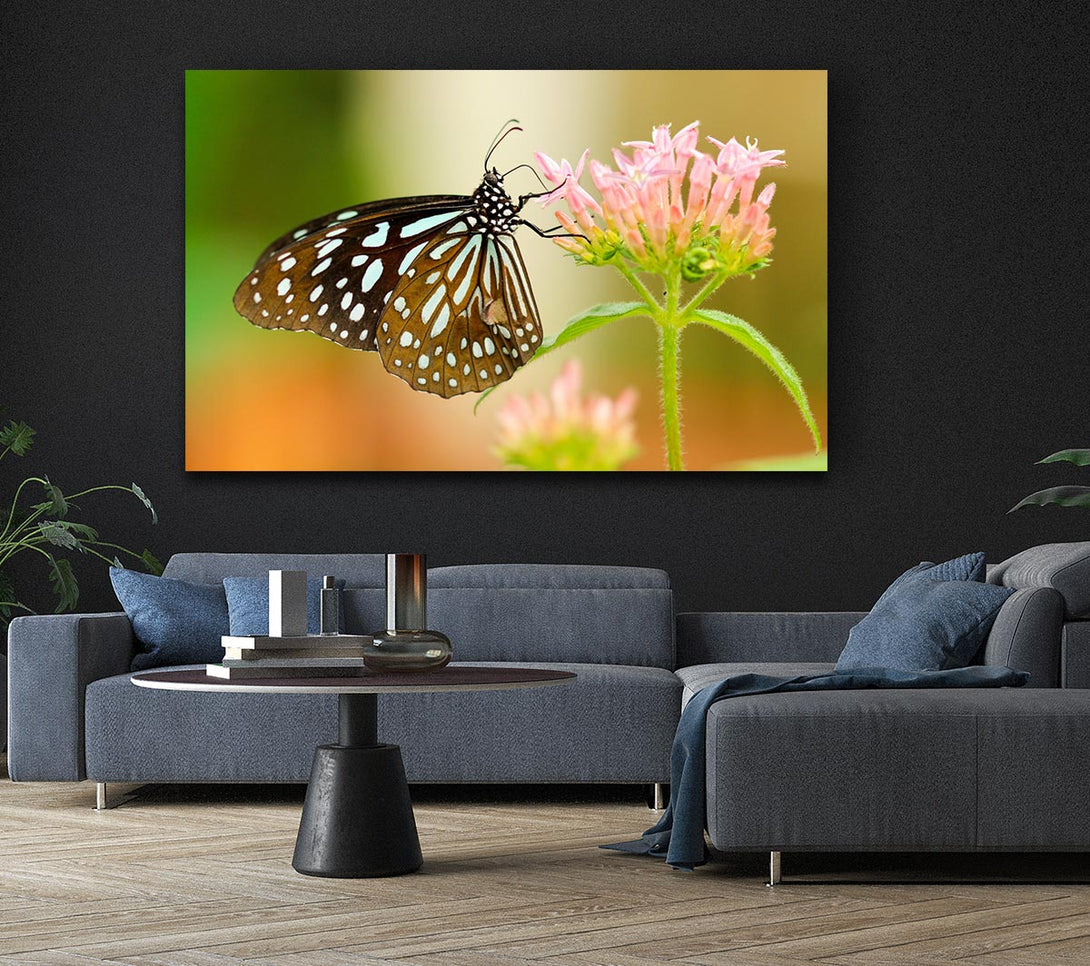  A Canvas Print of Butterfly feeding time Canvas Print
