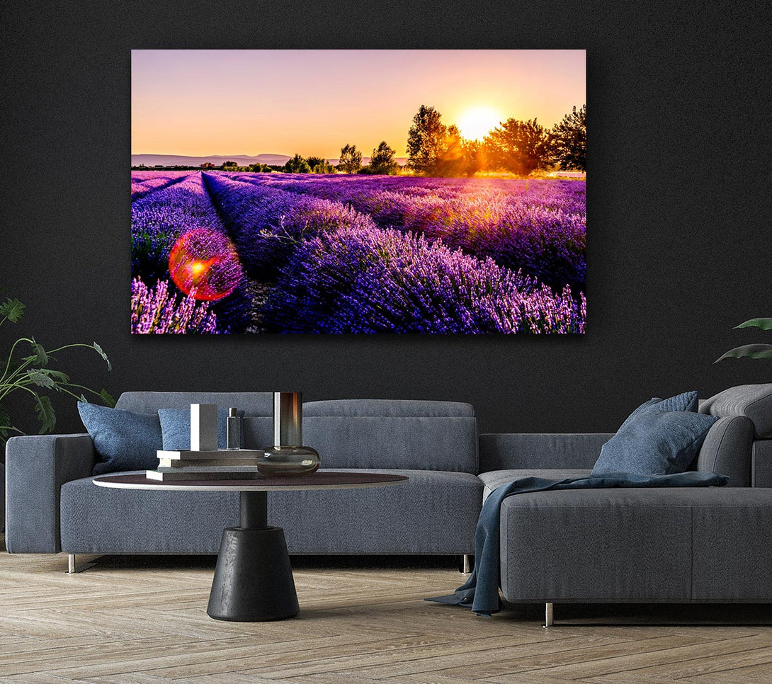  A Canvas Print of Sunflare over the lavender Canvas Print