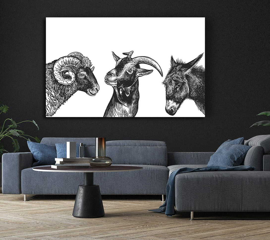 A Canvas Print of Goat Sheep Donkey Canvas Art